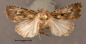 Media type: image;   Entomology 622430 Aspect: habitus dorsal view